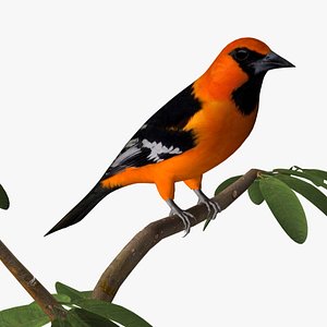 8,918 Oriole Images, Stock Photos, 3D objects, & Vectors