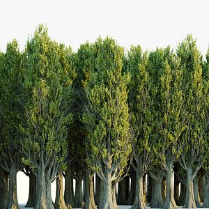 Poplar trees collection vol 145-3dmodel