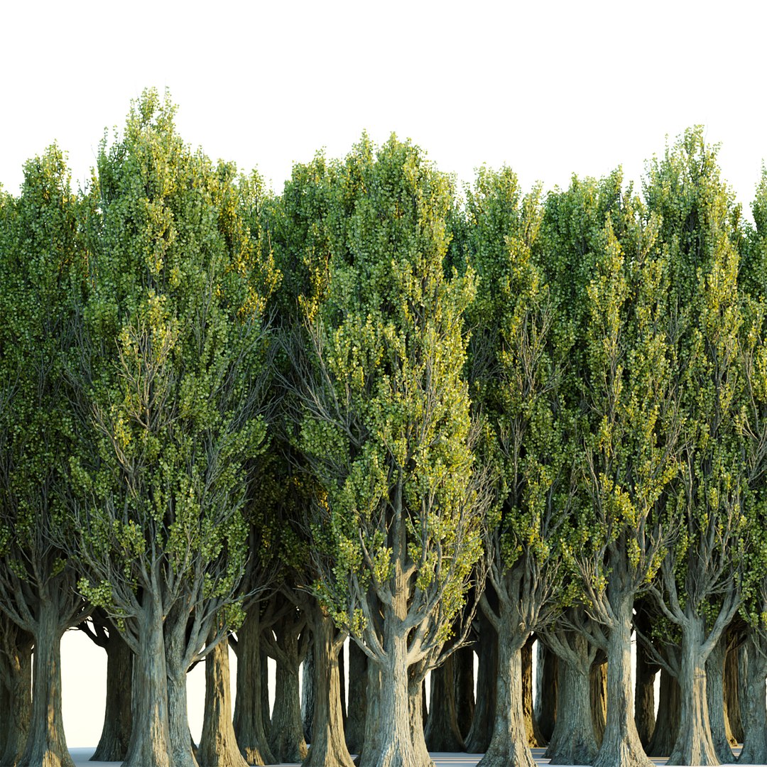 3D Model Poplar Trees Collection Vol 145 3D Model - TurboSquid 1985397