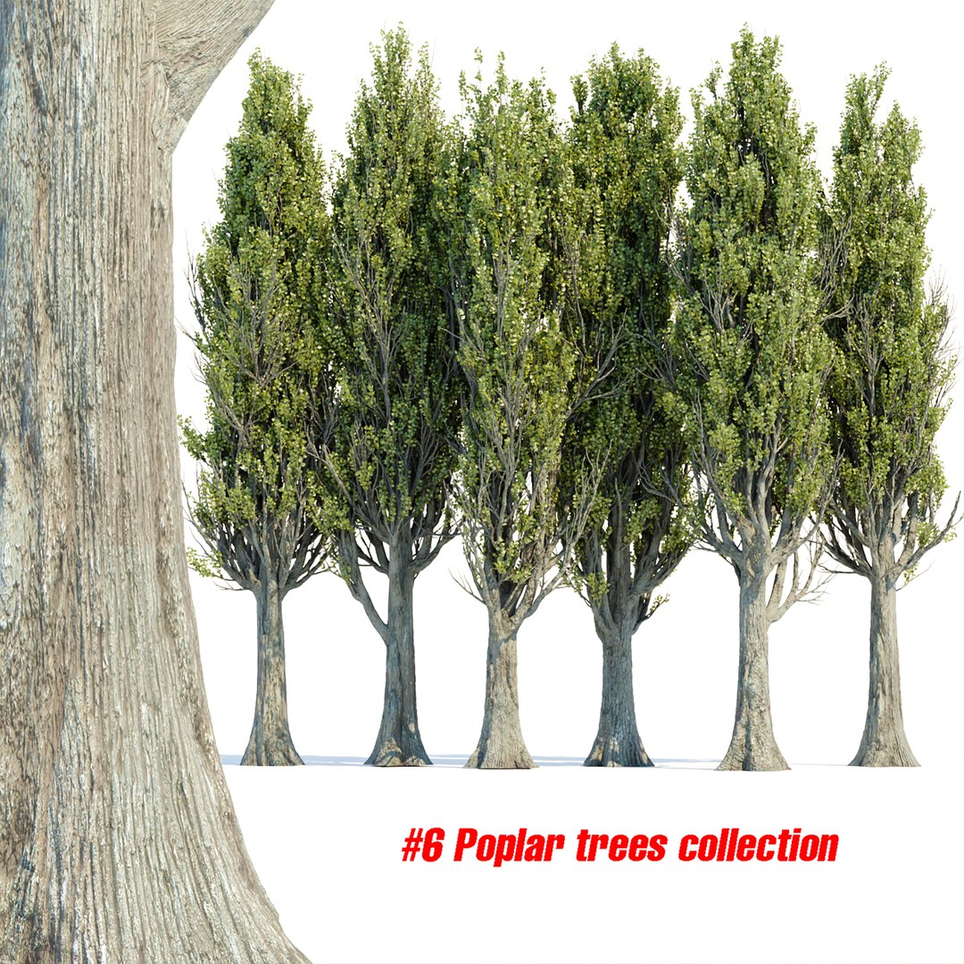 3D Model Poplar Trees Collection Vol 145 3D Model - TurboSquid 1985397