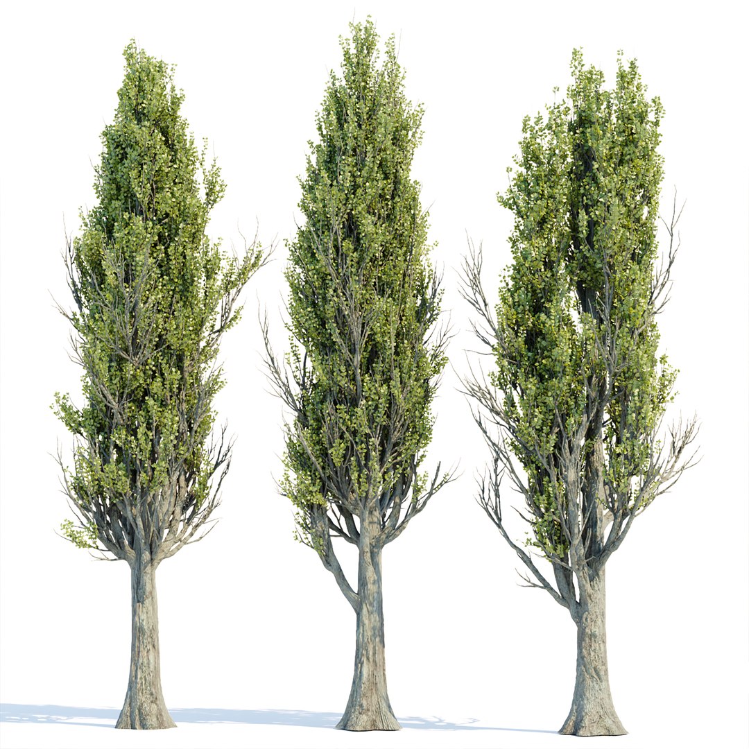 3D Model Poplar Trees Collection Vol 145 3D Model - TurboSquid 1985397