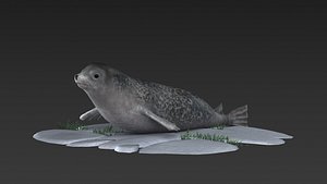 3D Seals  nature wildlife swimming animal ocean underwater seal walru model