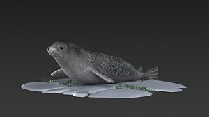Seals  nature wildlife swimming animal ocean underwater seal walru