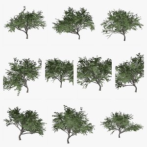 Common Hook Thorn Tree Collection