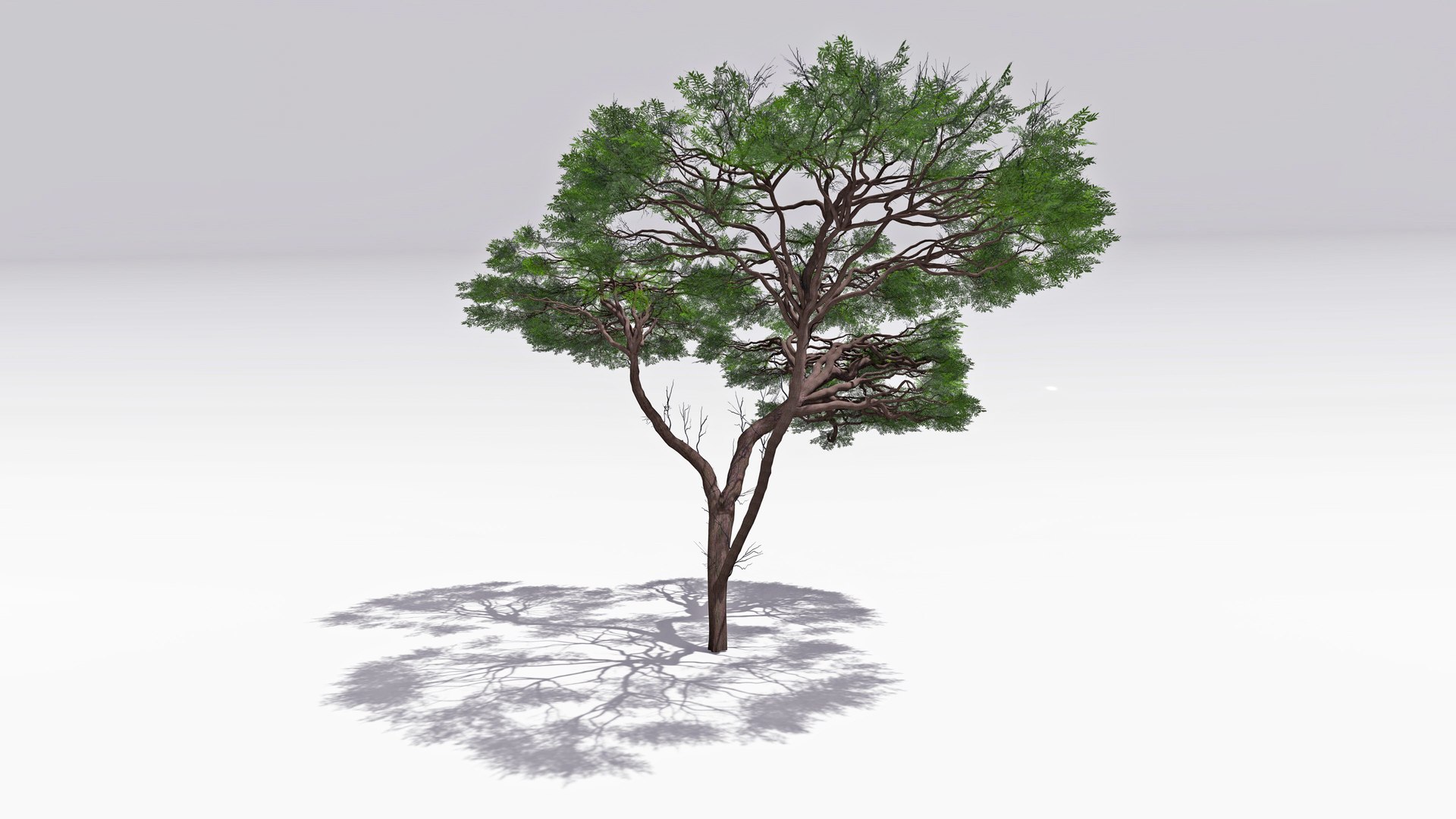 African Acacia Tree-S6 3D Model - TurboSquid 2366976