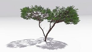 African Acacia Tree-S6 3D model