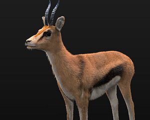 Gazelle Hair Fur Rigged
