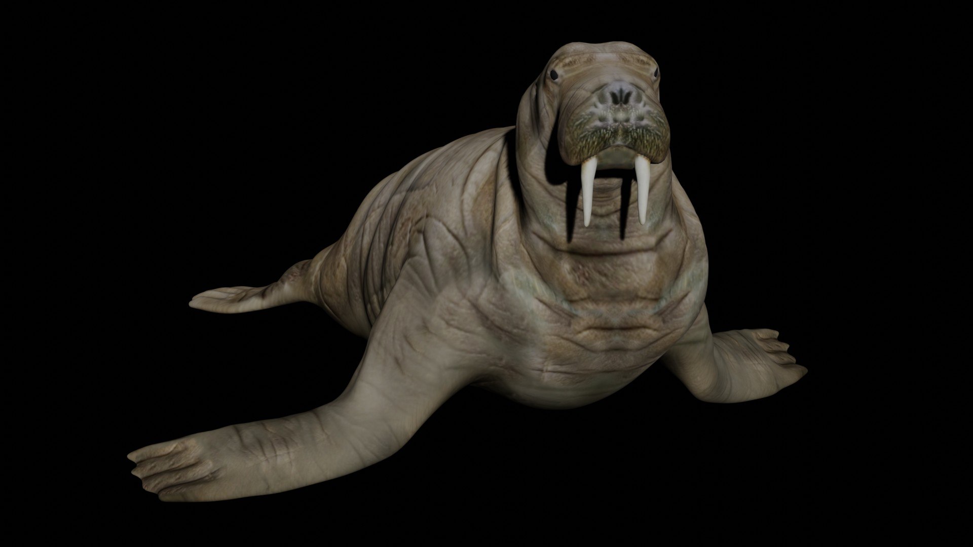 Walrus Rigged 3D - TurboSquid 1679717