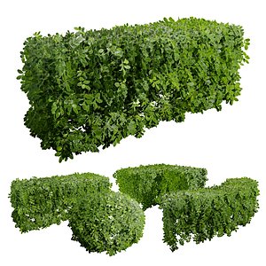 3D model Low poly Realistic Boxwood Asset