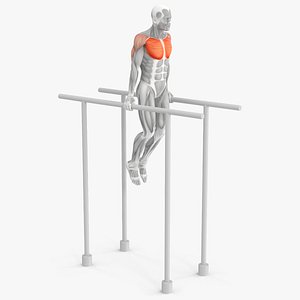 3D Male Muscular System Chest Dip Animated Rigged