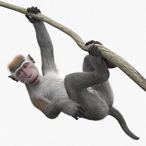 Gray Macaque Hanging on Branch Fur 3D model