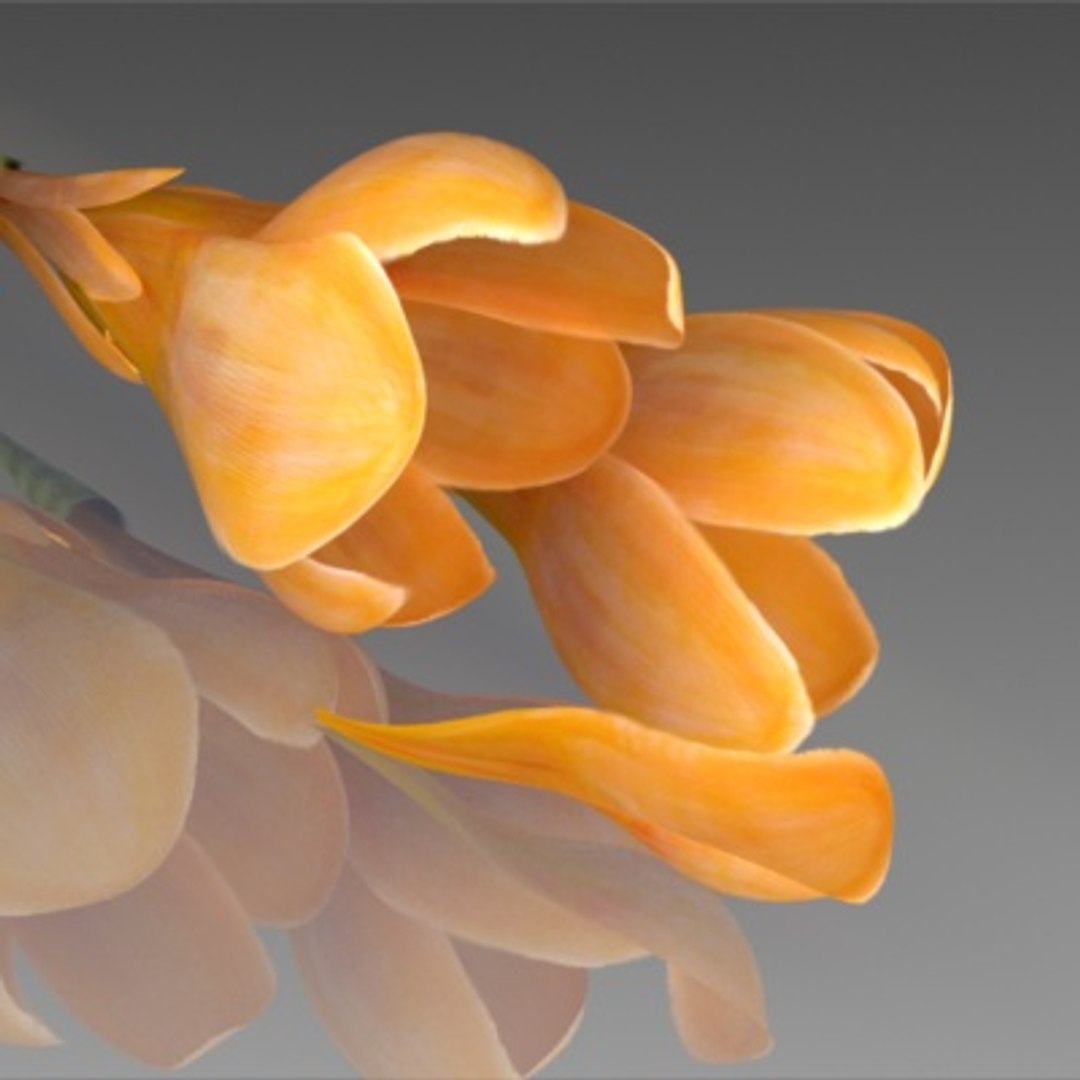 flower crocus yello 3d max https://p.turbosquid.com/ts-thumb/p3/rgXBMF/1mjYniO0/flower.crocus.yello.0017/jpg/1268253810/1920x1080/fit_q87/efe6157dc495b5e2c69f8395974b21d3b06ccc81/flower.crocus.yello.0017.jpg