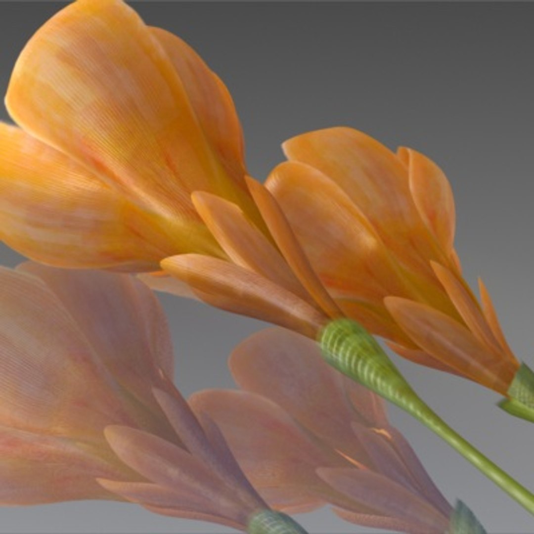 flower crocus yello 3d max https://p.turbosquid.com/ts-thumb/p3/rgXBMF/BsIgkLac/flower.crocus.yello.0009/jpg/1268253808/1920x1080/fit_q87/1688c900e06bf1da801a9b04b2fe34e5b8bf7292/flower.crocus.yello.0009.jpg