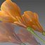 Flower.Crocus。黄釉。 FR