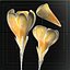 Flower.Crocus。黄釉。 FR