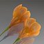 Flower.Crocus。黄釉。 FR