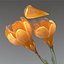 Flower.Crocus。黄釉。 FR