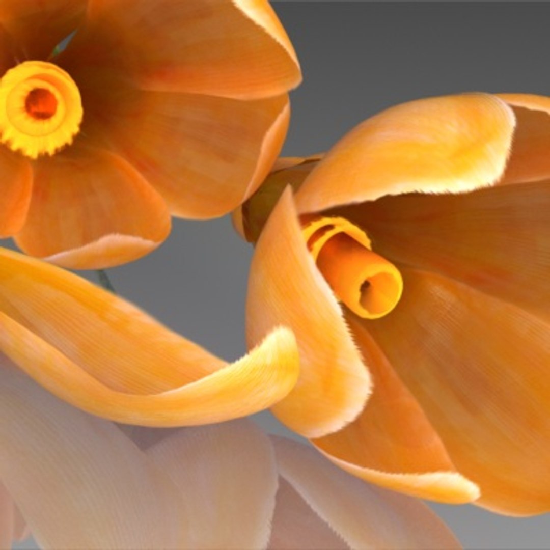 flower crocus yello 3d max https://p.turbosquid.com/ts-thumb/p3/rgXBMF/GIOuLzlz/flower.crocus.yello.0018/jpg/1268253810/1920x1080/fit_q87/85e76b9fc19a4d32abfb6f77374351022a13fde5/flower.crocus.yello.0018.jpg