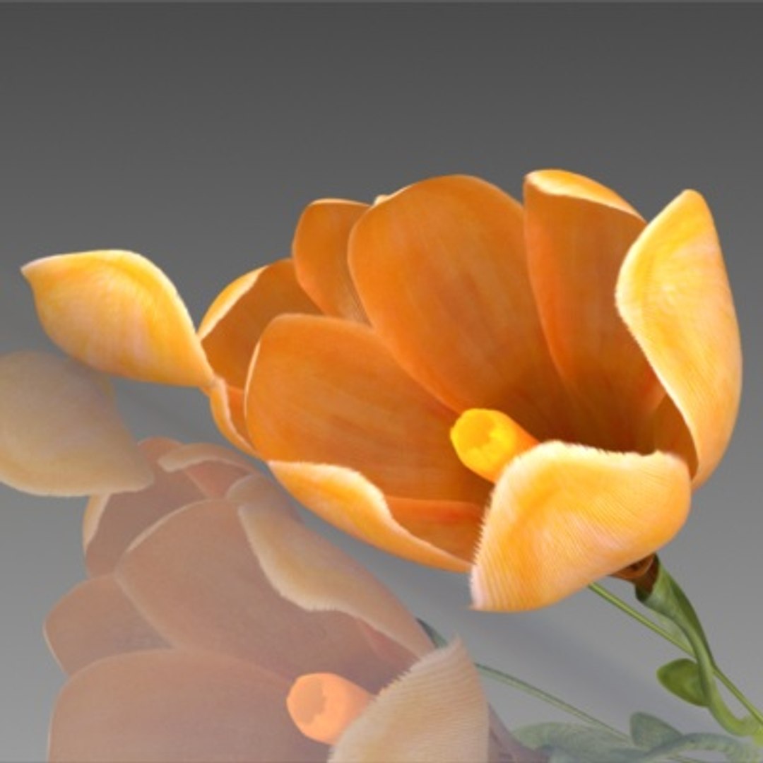 flower crocus yello 3d max https://p.turbosquid.com/ts-thumb/p3/rgXBMF/IFa2x6qx/flower.crocus.yello.0015/jpg/1268253810/1920x1080/fit_q87/cc7560392e304183b35b65eb97cdd1292e999f30/flower.crocus.yello.0015.jpg