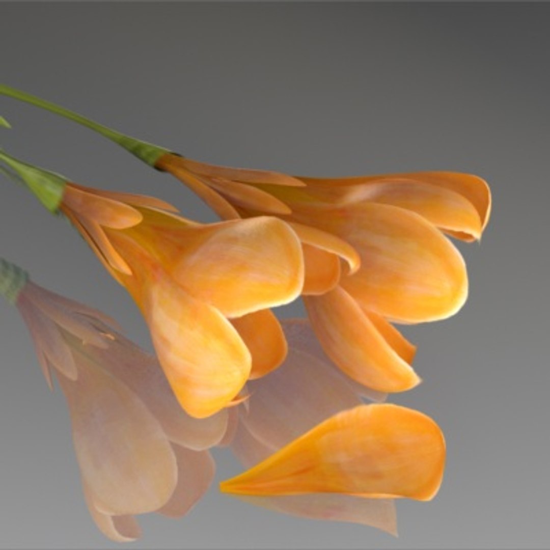 flower crocus yello 3d max https://p.turbosquid.com/ts-thumb/p3/rgXBMF/JMEPBz5e/flower.crocus.yello.0020/jpg/1268253810/1920x1080/fit_q87/5594bd36b7cda59d2243affe383744e329bdc0ab/flower.crocus.yello.0020.jpg