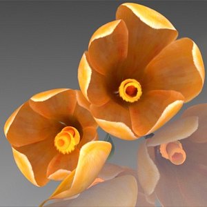 flower crocus yello 3d max