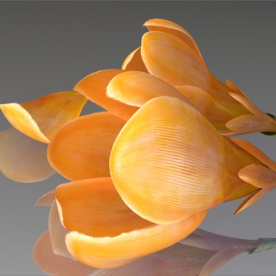 flower crocus yello 3d max https://p.turbosquid.com/ts-thumb/p3/rgXBMF/ORmA6e9U/flower.crocus.yello.0011/jpg/1268253809/1920x1080/fit_q87/8dfc86a99414058546c91c60791ec7e587a6a674/flower.crocus.yello.0011.jpg