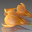 Flower.Crocus。黄釉。 FR