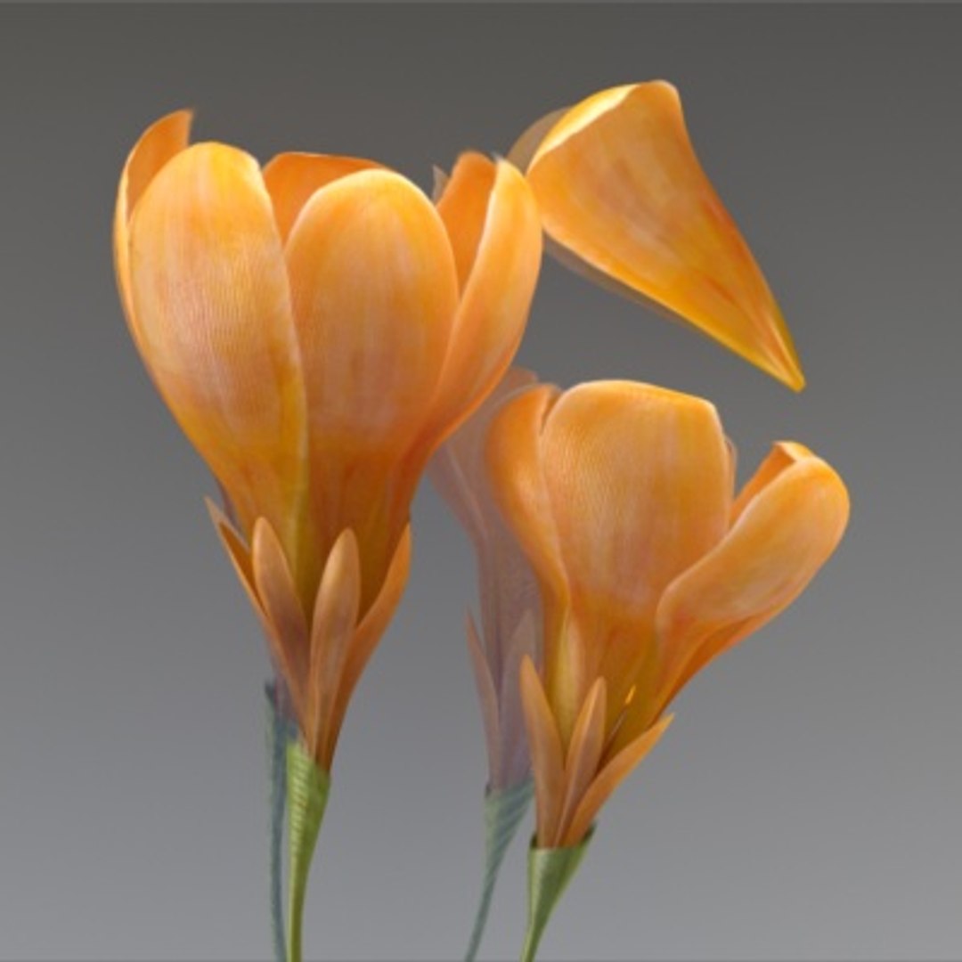 flower crocus yello 3d max https://p.turbosquid.com/ts-thumb/p3/rgXBMF/PQgKBqRN/flower.crocus.yello.0022/jpg/1268253811/1920x1080/fit_q87/c049ac78d6e998a9caf013ab27cb048f6774a952/flower.crocus.yello.0022.jpg
