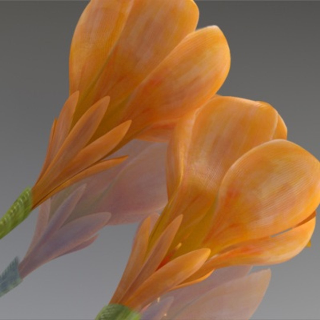 flower crocus yello 3d max https://p.turbosquid.com/ts-thumb/p3/rgXBMF/RDTj2rP5/flower.crocus.yello.0013/jpg/1268253809/1920x1080/fit_q87/c01122e970f2943ec845934c106f2dc532af877a/flower.crocus.yello.0013.jpg