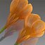 Flower.Crocus。黄釉。 FR