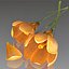Flower.Crocus。黄釉。 FR