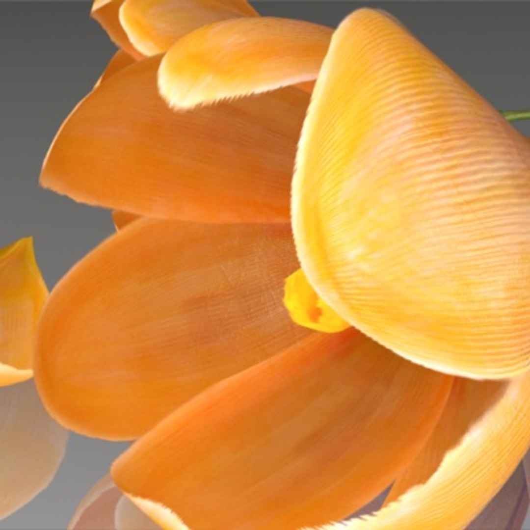 flower crocus yello 3d max https://p.turbosquid.com/ts-thumb/p3/rgXBMF/ZpOulsg4/flower.crocus.yello.0004/jpg/1268253808/1920x1080/fit_q87/384f3450df71ecd8ead444be015bff0318b0ebe4/flower.crocus.yello.0004.jpg
