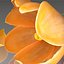 Flower.Crocus。黄釉。 FR