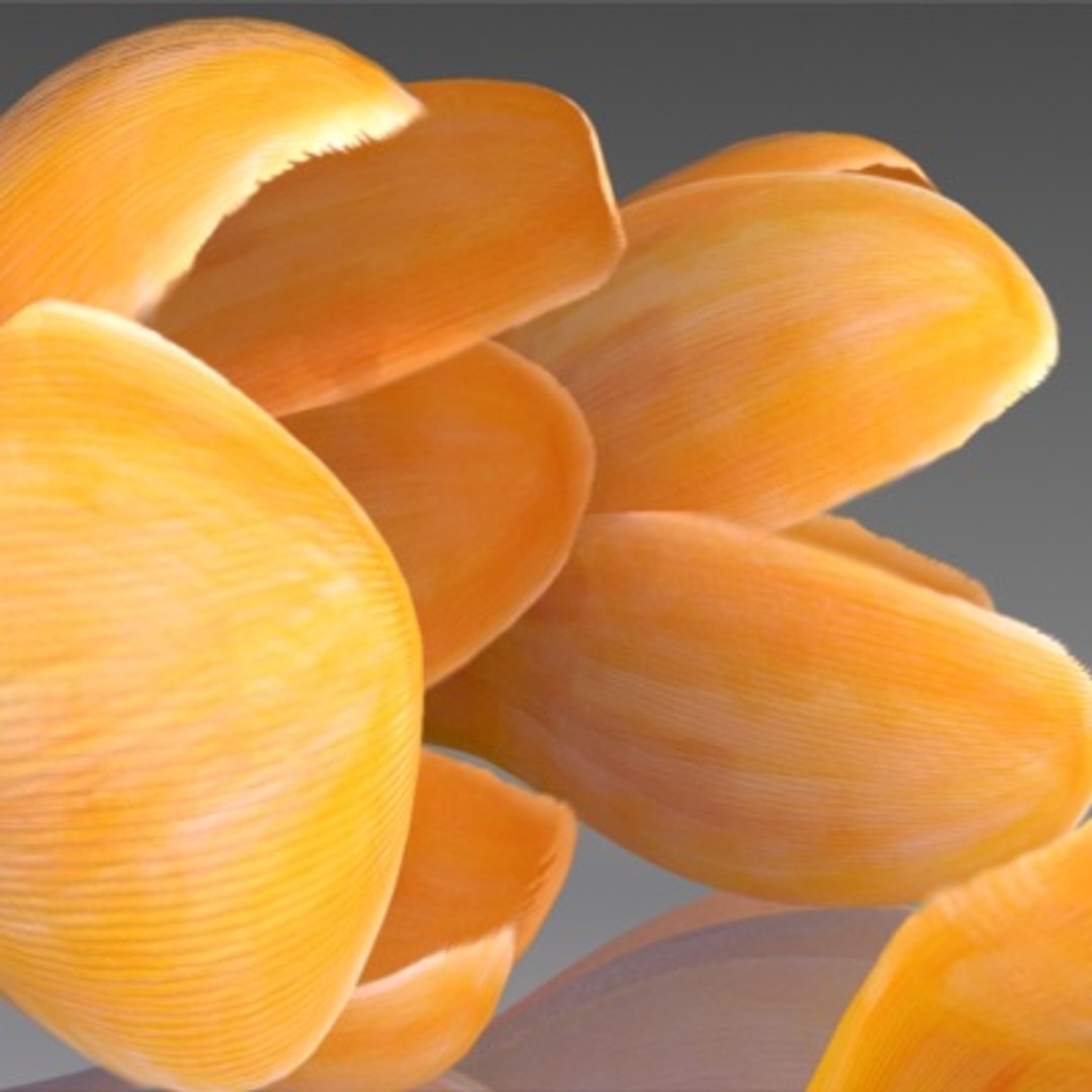 flower crocus yello 3d max https://p.turbosquid.com/ts-thumb/p3/rgXBMF/aATpj7Mn/flower.crocus.yello.0007/jpg/1268253808/1920x1080/fit_q87/9d72cbde123772ee8244d983bbc07f124db6dd7d/flower.crocus.yello.0007.jpg