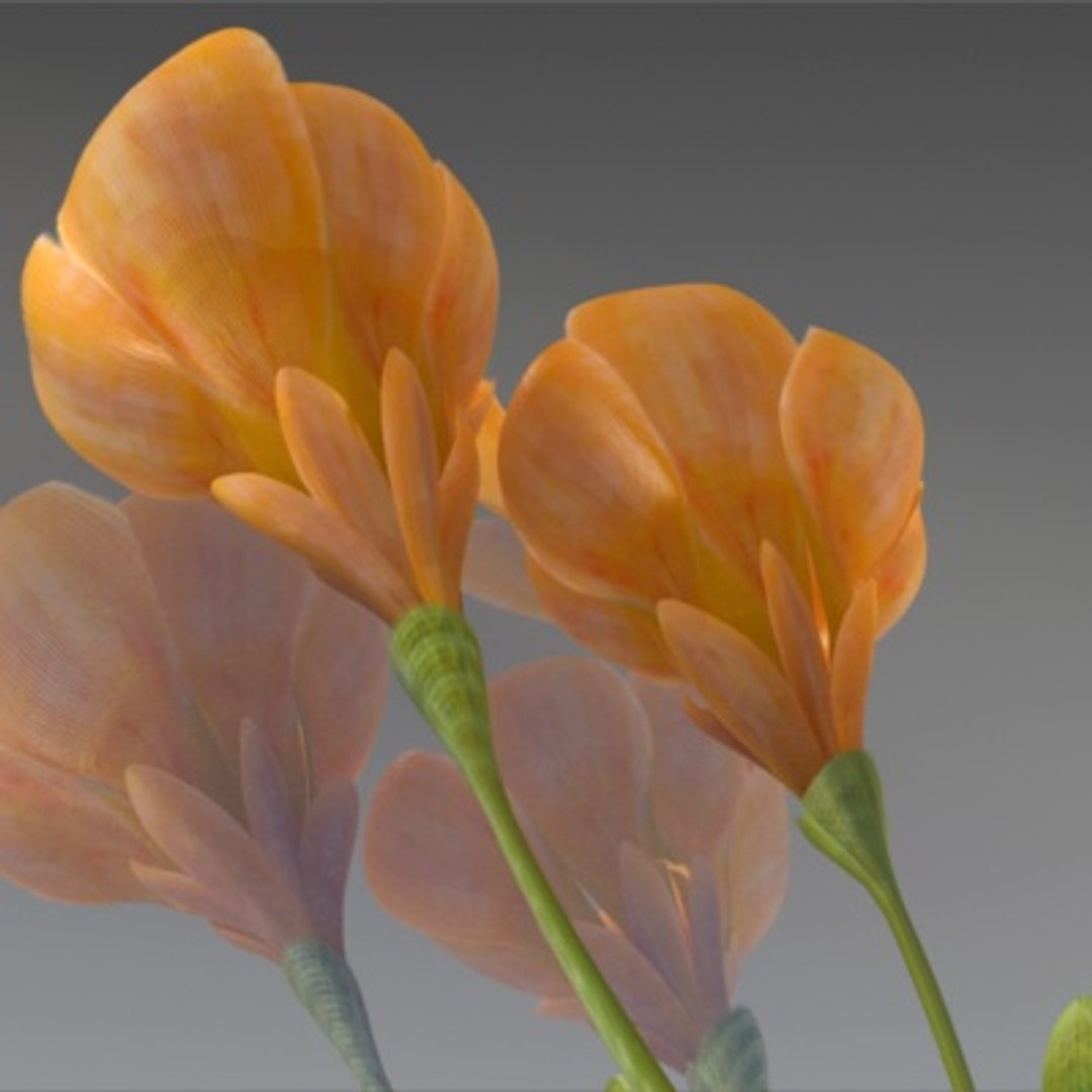 flower crocus yello 3d max https://p.turbosquid.com/ts-thumb/p3/rgXBMF/fEXzxZ47/flower.crocus.yello.0010/jpg/1268253809/1920x1080/fit_q87/91c8f0770a473fce544f148e2aacf2cd9a16865b/flower.crocus.yello.0010.jpg