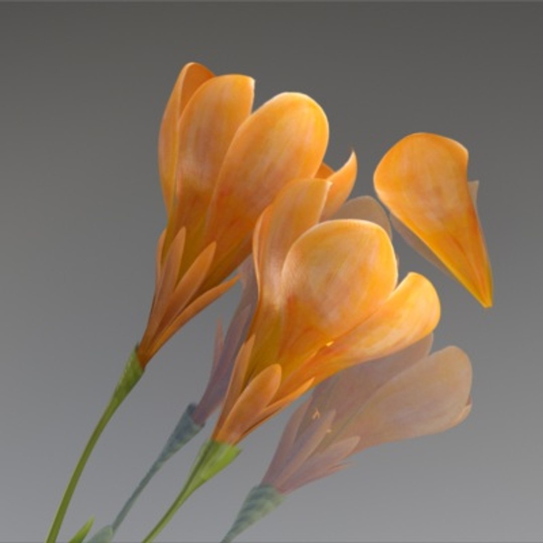 flower crocus yello 3d max https://p.turbosquid.com/ts-thumb/p3/rgXBMF/hqwak1j4/flower.crocus.yello.0008/jpg/1268253808/1920x1080/fit_q87/e8380c120db8171426fa61fb9ee658d50977fa70/flower.crocus.yello.0008.jpg