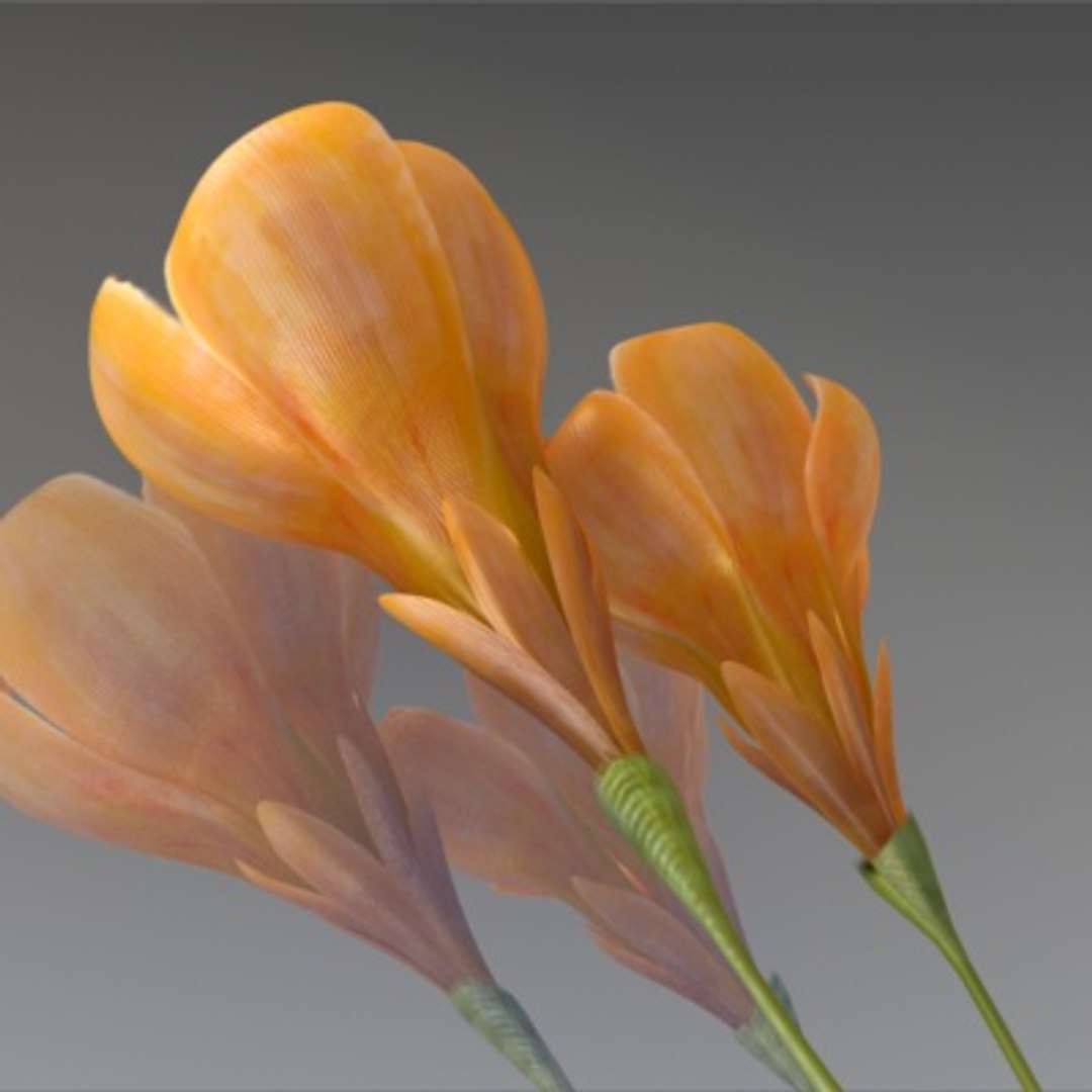 flower crocus yello 3d max https://p.turbosquid.com/ts-thumb/p3/rgXBMF/oBXTpm0i/flower.crocus.yello.0021/jpg/1268253810/1920x1080/fit_q87/bdc3bbd9c7f790eec4677ddf29d35485ca36473c/flower.crocus.yello.0021.jpg