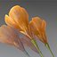 Flower.Crocus。黄釉。 FR