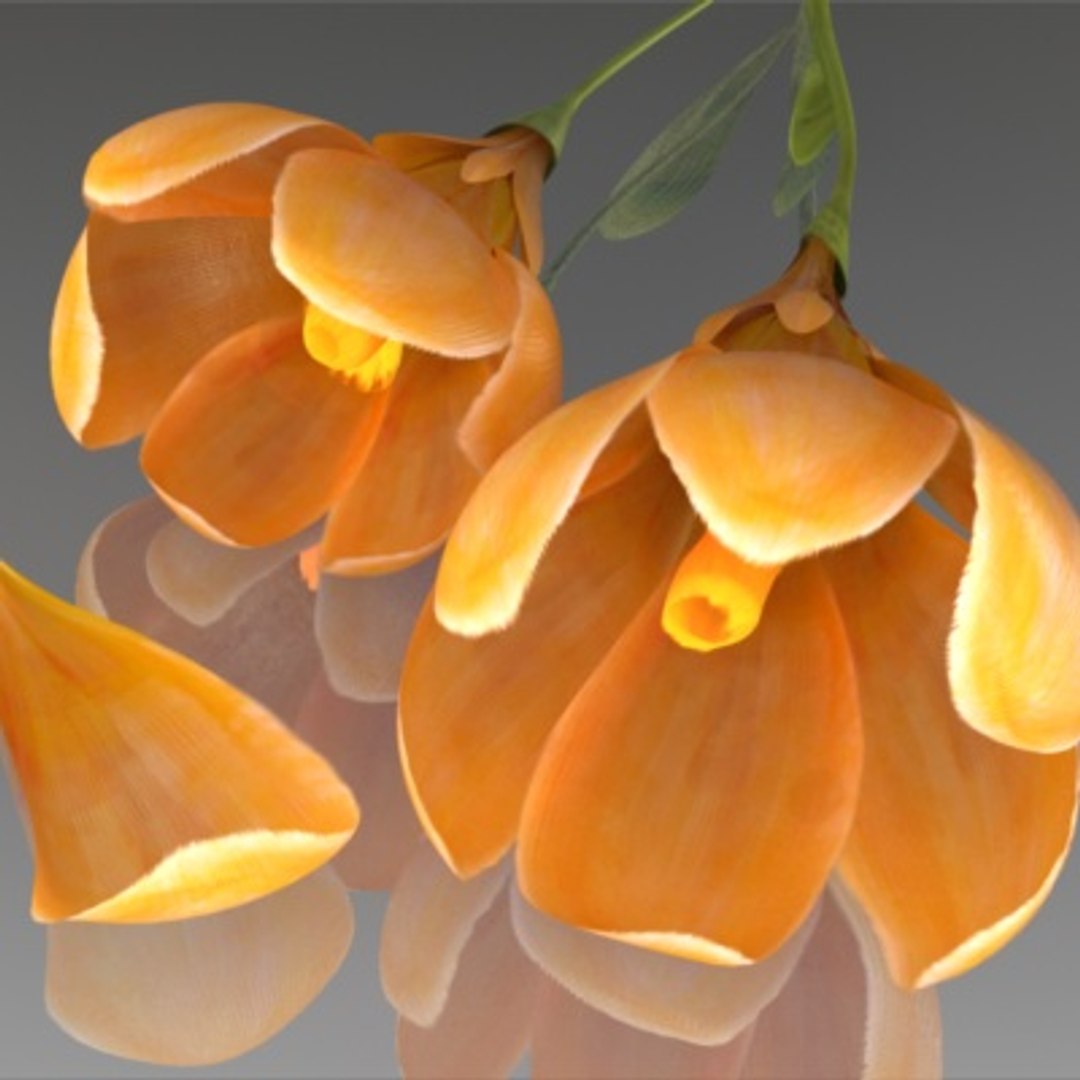 flower crocus yello 3d max https://p.turbosquid.com/ts-thumb/p3/rgXBMF/rkQA5wM5/flower.crocus.yello.0029/jpg/1268253812/1920x1080/fit_q87/6433ac37e4ea404cf34966cddc1b3d824dc9ee1a/flower.crocus.yello.0029.jpg