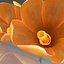 Flower.Crocus。黄釉。 FR