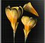 Flower.Crocus。黄釉。 FR