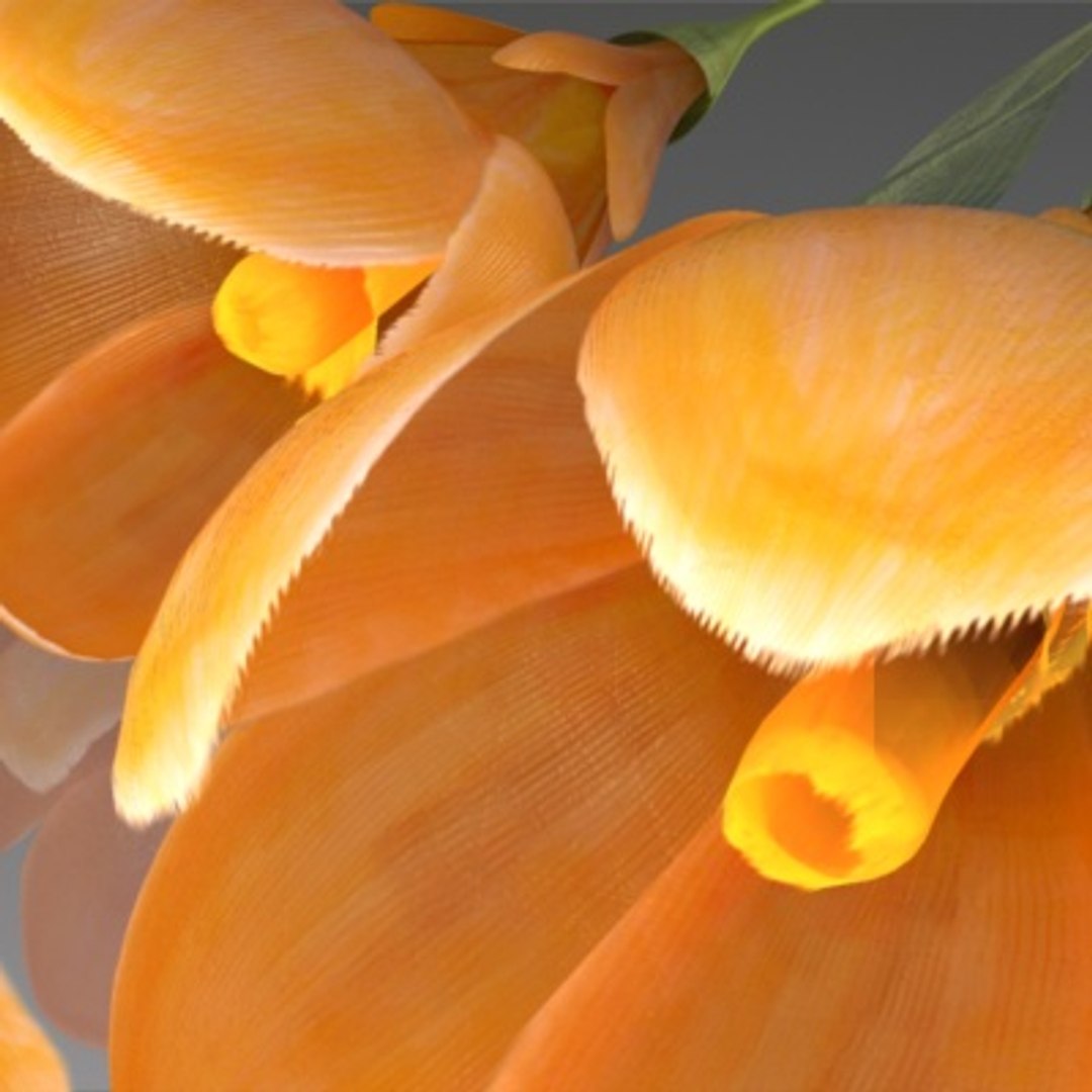 flower crocus yello 3d max https://p.turbosquid.com/ts-thumb/p3/rgXBMF/wLCj5Lx7/flower.crocus.yello.0003/jpg/1268253808/1920x1080/fit_q87/df8e883e650c5e855e1633707e83617013604826/flower.crocus.yello.0003.jpg