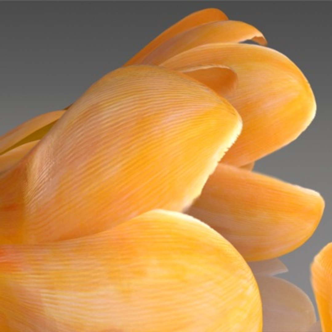 flower crocus yello 3d max https://p.turbosquid.com/ts-thumb/p3/rgXBMF/x2GE7MUK/flower.crocus.yello.0006/jpg/1268253808/1920x1080/fit_q87/ac981d7f6527c315f07004366114ccd1223665ae/flower.crocus.yello.0006.jpg