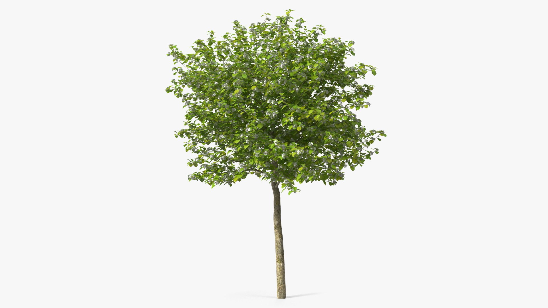 Cockspur Hawthorn Small with Flower 3D model preview