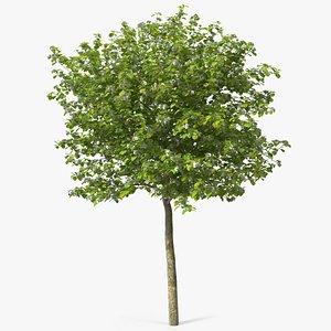 Cockspur Hawthorn Small with Flower 3D model