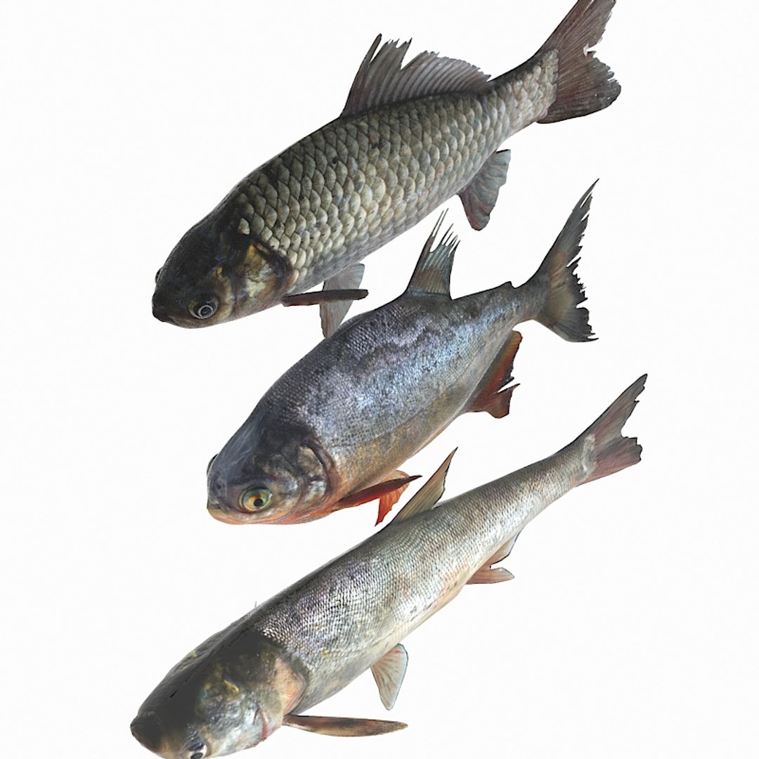 Fish Animal Carp Model - TurboSquid 1495111