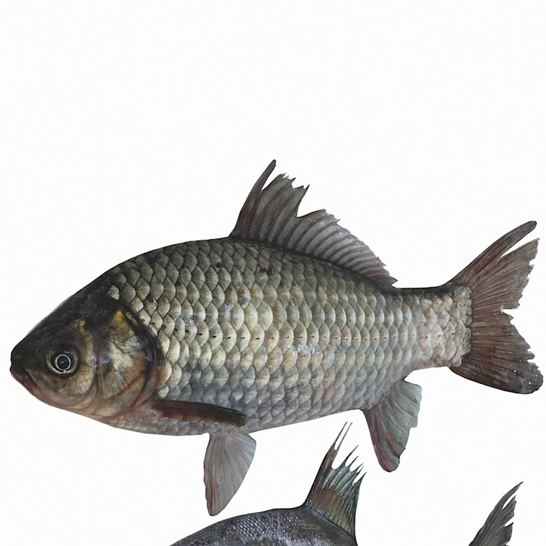 Fish Animal Carp Model - TurboSquid 1495111