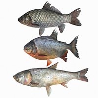 Fish Collection 2