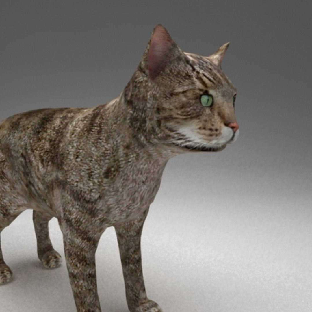 rigged cat 3d model