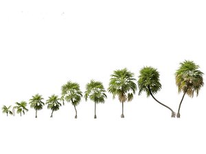 Cryosophila warscewiczii - Palma de Escoba 01 3D model